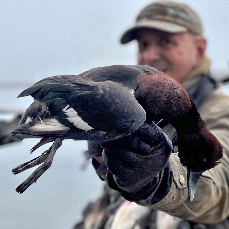 Ferruginous Pochard