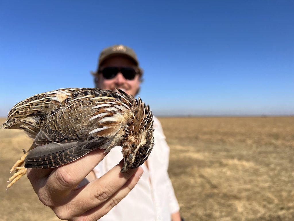 SOUTH AFRICA BIRDS