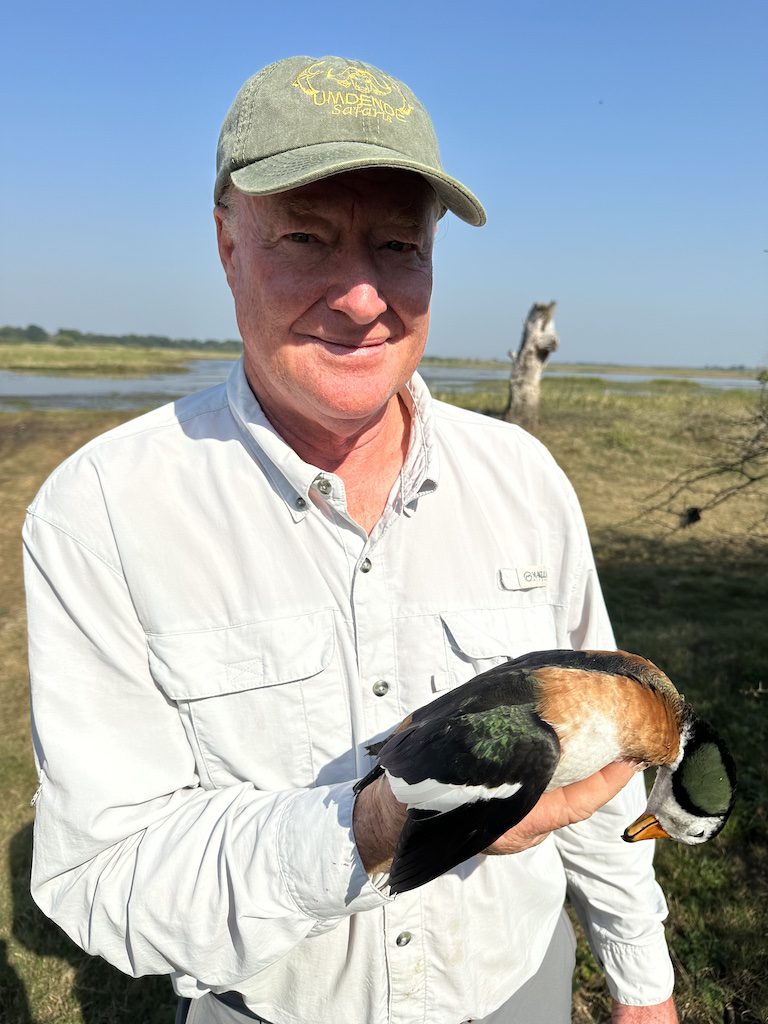 pygmy goose hunt South Africa