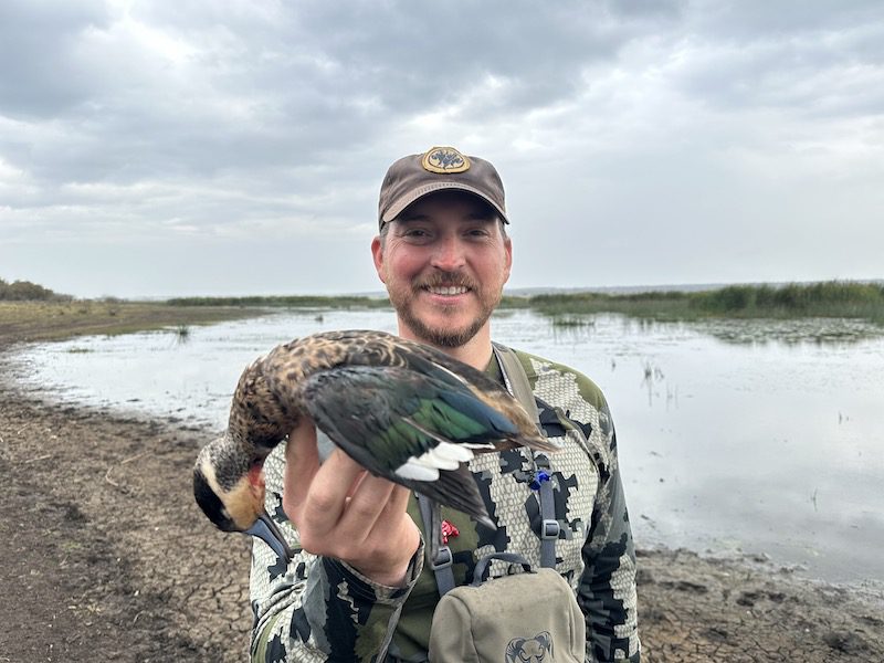 South Africa duck hunt hottentot teal