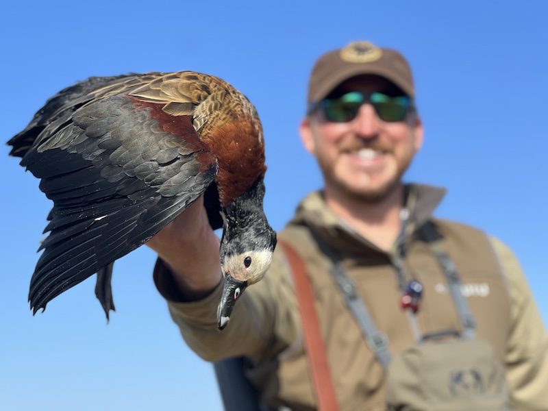 south africa duck hunt