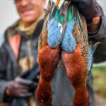 cinnamon teal hunt peru