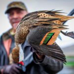 white cheeked pintail