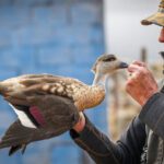 peru duck hunt