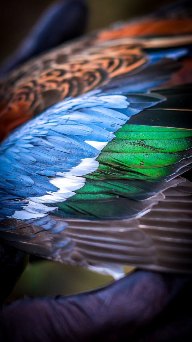 Peru Duck Hunting Photos