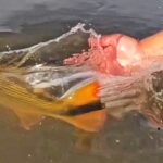 GOLDEN DORADO FISHING IN PARANA RIVER DELTA ARGENTINA
