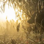 CHAR DAWG DUCK HUNT IN PARANA RIVER DELTA ARGENTINA