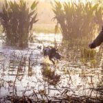 CHAR DAWG RAMSEY RUSSELL ARGENTINA DUCK HUNTING PARANA RIVER DELTA