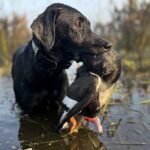 ARGENTINA DUCK HUNTING PARANA RIVER DELTA CHAR DAWG