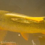 ARGENTINA GOLDEN DORADO PARANA RIVER DELTA