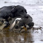 ARGENTINA DUCK HUNTS PARANA RIVER DELTA