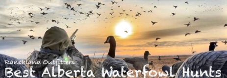 Alberta Canada Duck and Goose Hunt