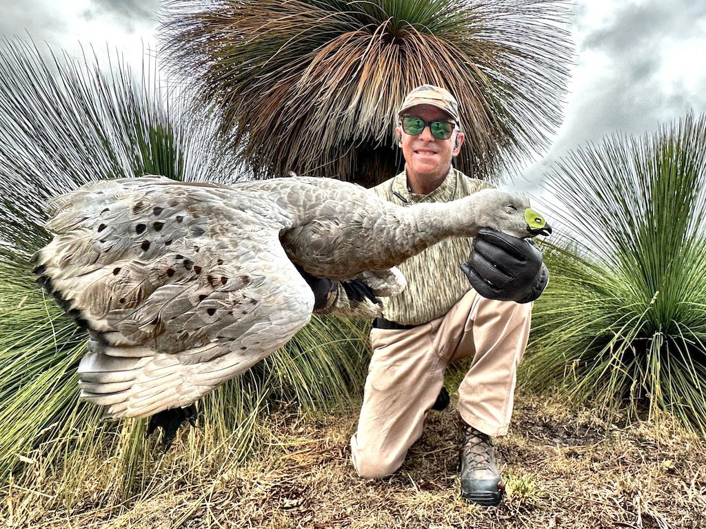 Cape Barren Goose