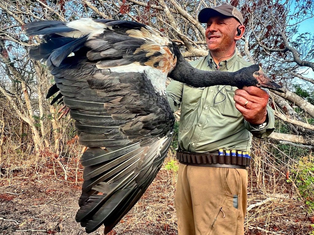 Magpie Goose