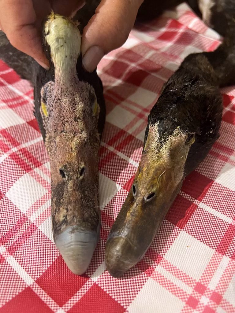 Adult versus immature Magpie Goose