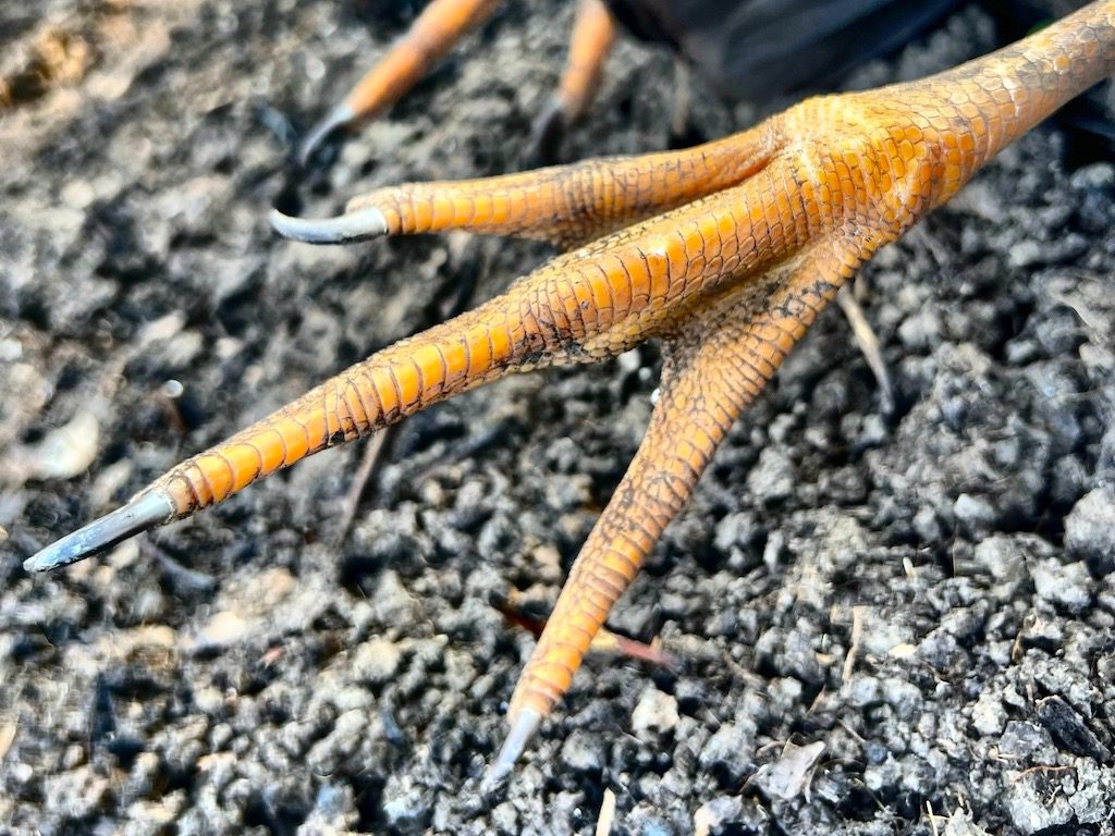 Magpie Goose Feet