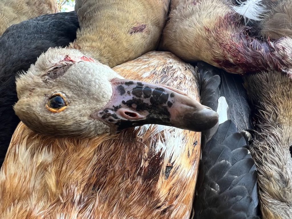 Plumed Whistling Duck mandible