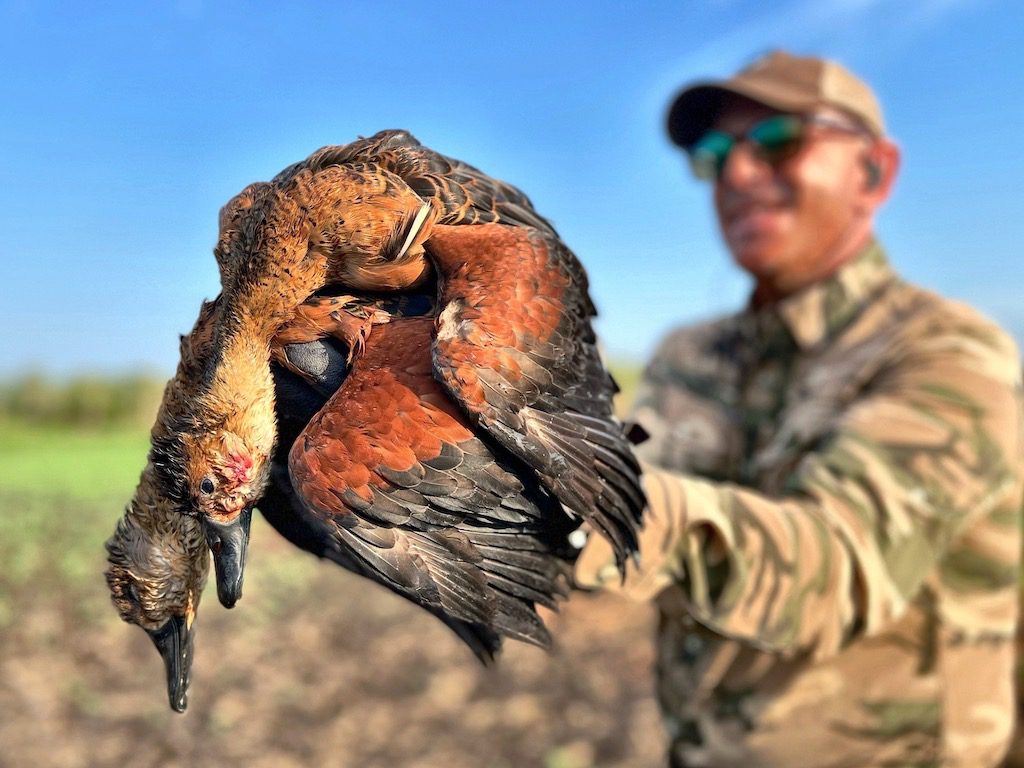 Wandering Whistling Duck