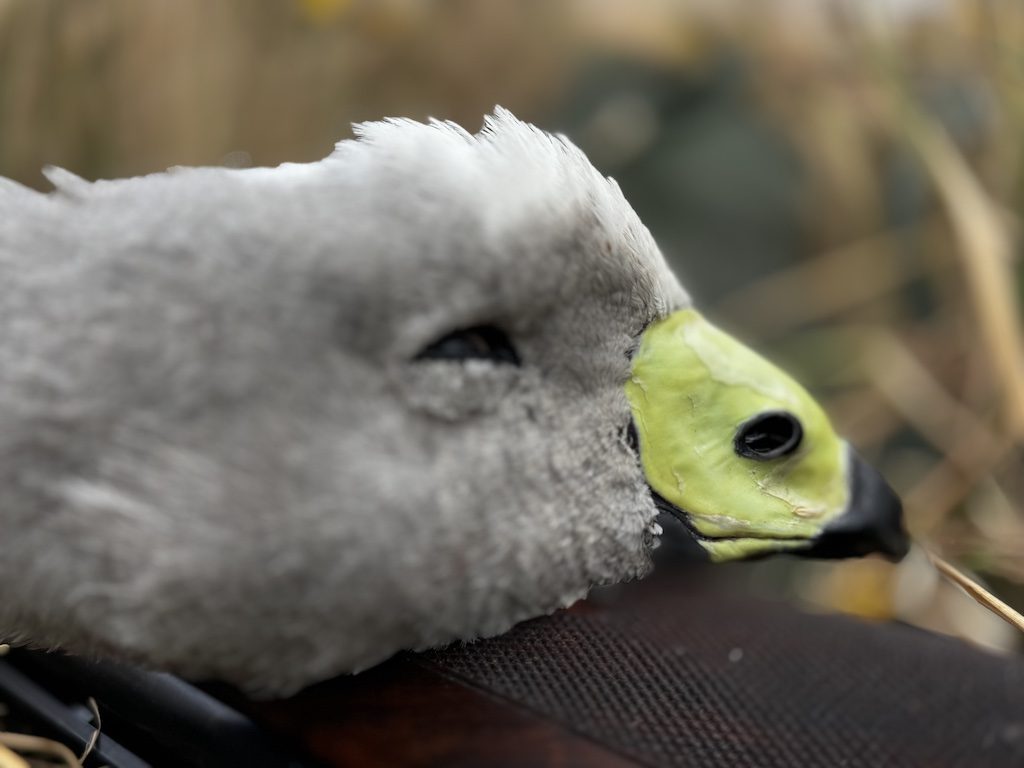 Cape Barren Goose mandible