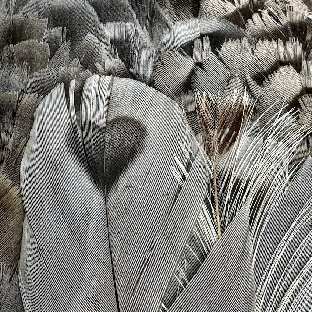 Cape Barren Goose plumage