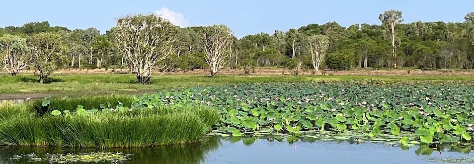 waterfowl habitat in northern territory Australia