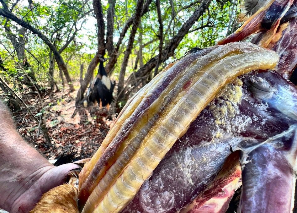 magpie goose trachea