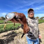 Trophy Cinnamon Teal