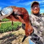 Trophy Cinnamon Teal Hunts