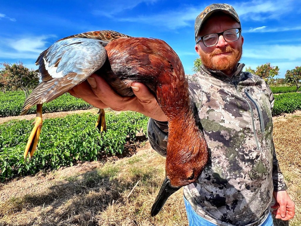 Trophy Cinnamon Teal Hunts