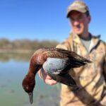 Cinnamon Teal Hunting