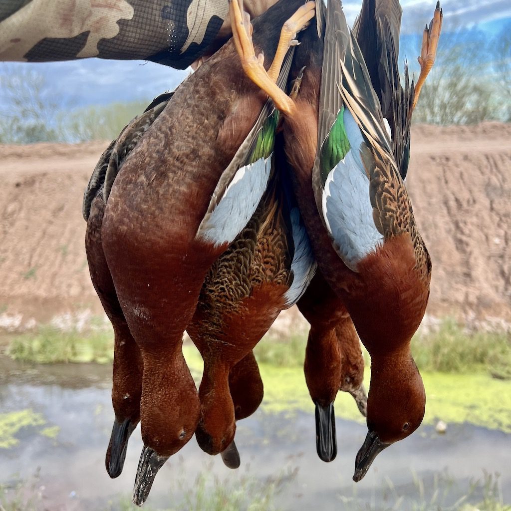 Cinnamon Teal Mexico