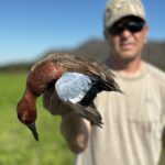 Best cinnamon teal hunts Mexico duck hunting