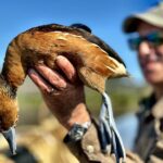 Nayarit Mexico duck hunt great chance for fulvous whistling duck