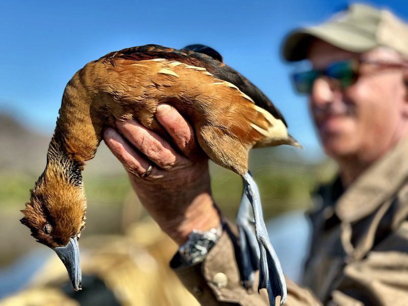 Nayarit Mexico duck hunt great chance for fulvous whistling duck