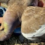 white winged dove in Nayarit Mexico