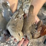 3 dove species Nayarit Mexico duck dove hunting combo