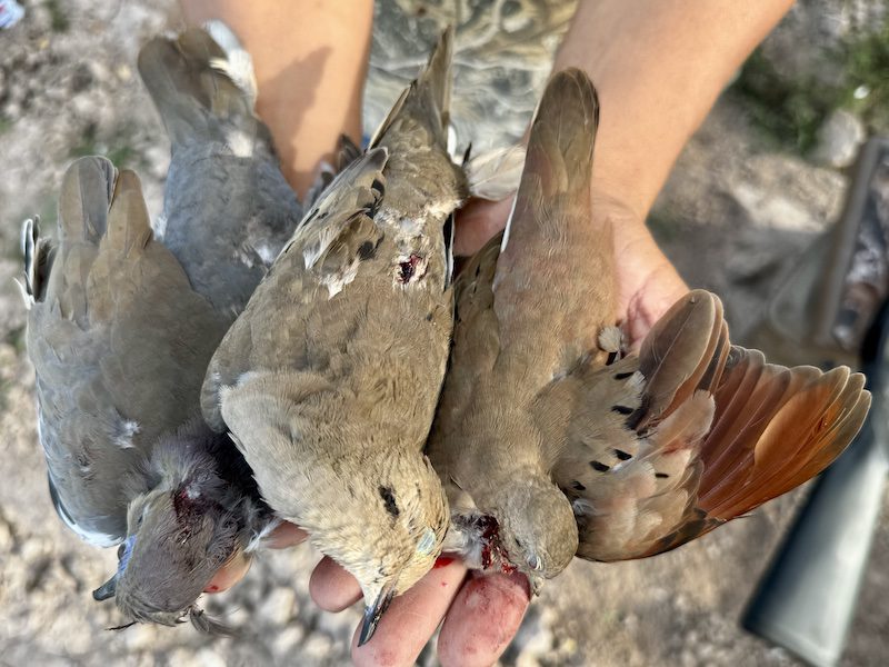 3 dove species Nayarit Mexico duck dove hunting combo