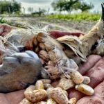 white winged dove fed on pinto beans in Nayarit Mexico