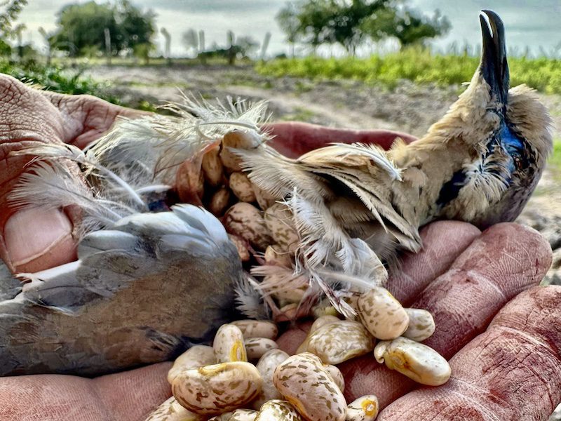 white winged dove fed on pinto beans in Nayarit Mexico