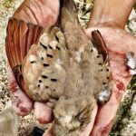 Inca Dove Nayarit Mexico Dove Duck Hunting Combo