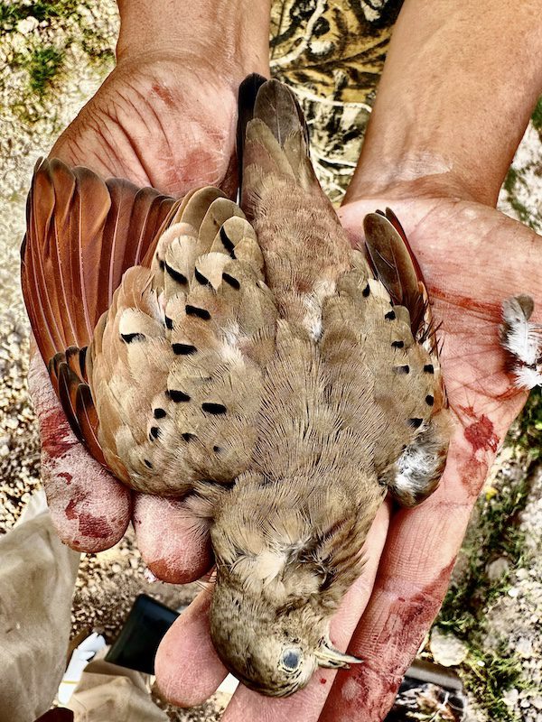Inca Dove Nayarit Mexico Dove Duck Hunting Combo