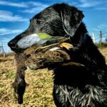trophy blue winged teal Nayarit Mexico duck hunt