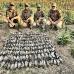 white winged dove hunting Nayarit Mexico