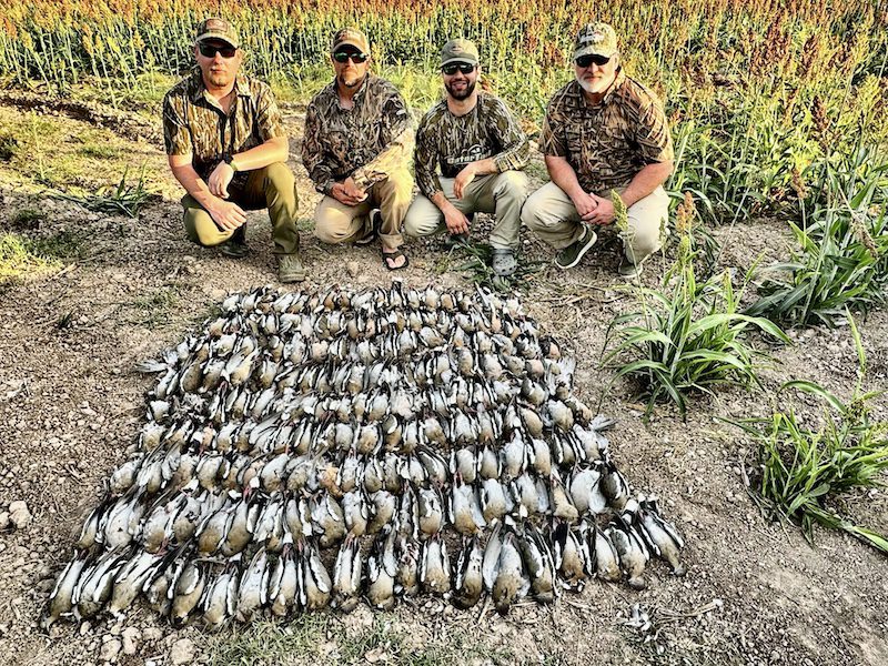 white winged dove hunting Nayarit Mexico