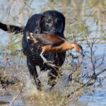fulvous whistling duck being retrieved to hand Nayarit Mexico duck hunt