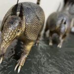 armadillos at Nayarit Mexico duck hunting lodge