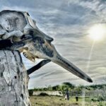 porpoise skull on fence post in Nayarit Mexico duck hunt