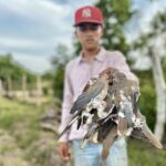 afternoon dove hunt Nayarit Mexico duck hunt