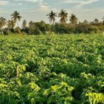 Best Mexico Duck Hunt Mazatlan Landscapes