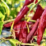 Best Mexico Duck Hunt Mazatlan Hot Peppers